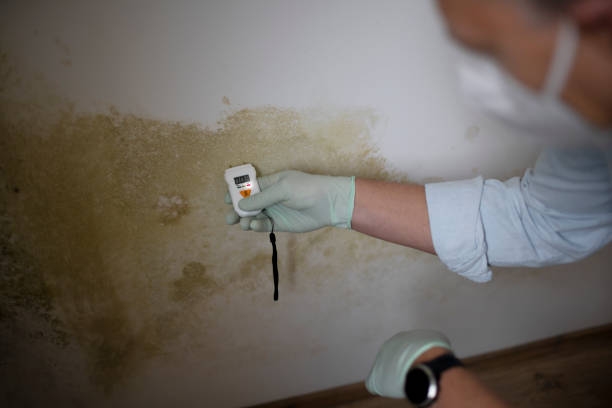 Best Mold Testing and Removal  in Lehighton, PA