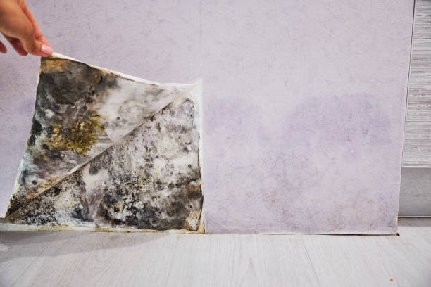 Best Commercial Mold Removal  in Lehighton, PA